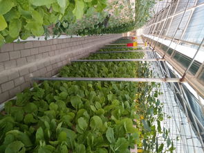 816平方米矩式鳥(niǎo)巢型霧培蔬菜工廠設(shè)計(jì) 推動(dòng)綠色蔬菜與芽苗菜產(chǎn)業(yè)化發(fā)展