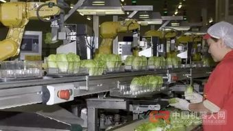 68臺(tái)工業(yè)機(jī)器人日處理55萬棵蔬菜，傳統(tǒng)蔬菜工人面臨轉(zhuǎn)型挑戰(zhàn)