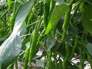 中農(nóng)共信有機(jī)瓜菜工廠加盟費(fèi)用解析